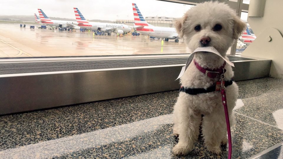 how to get your dog to travel on a plane