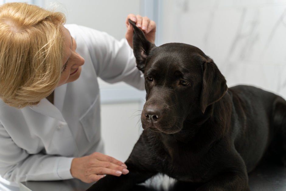 Happy dog having ears cleaned with natural ear cleaner spray