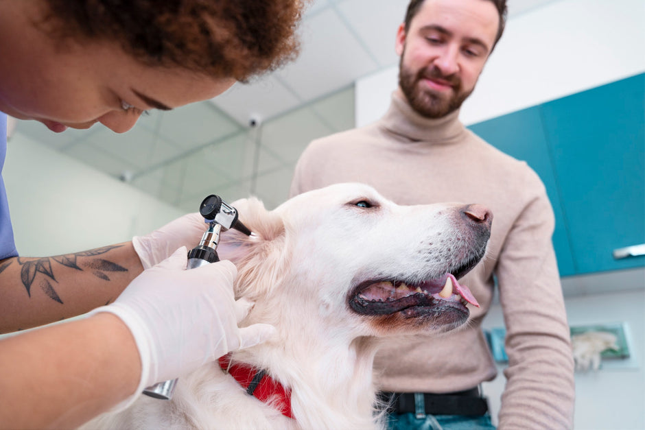 Happy dog getting ears cleaned with dog ear cleaner spray.