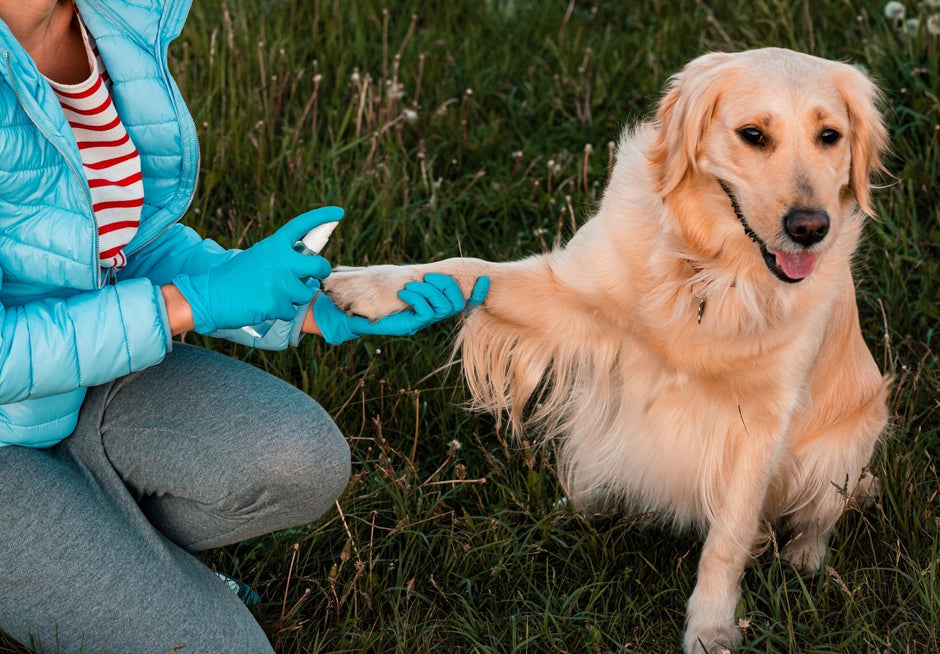 Owner applying pet safe liquid bandage to dog paw