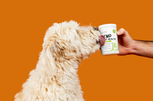 Is hemp good for dogs? 