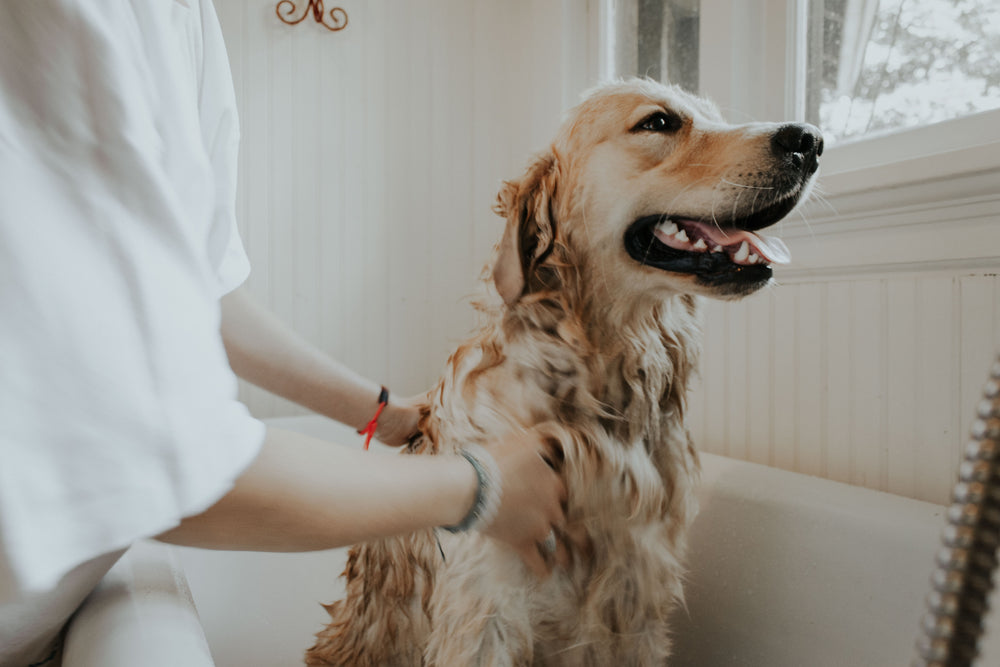 Bathe Your Dog the Professional Way