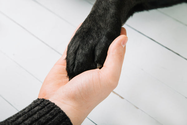 Owner applying styptic powder to dog’s bleeding nail