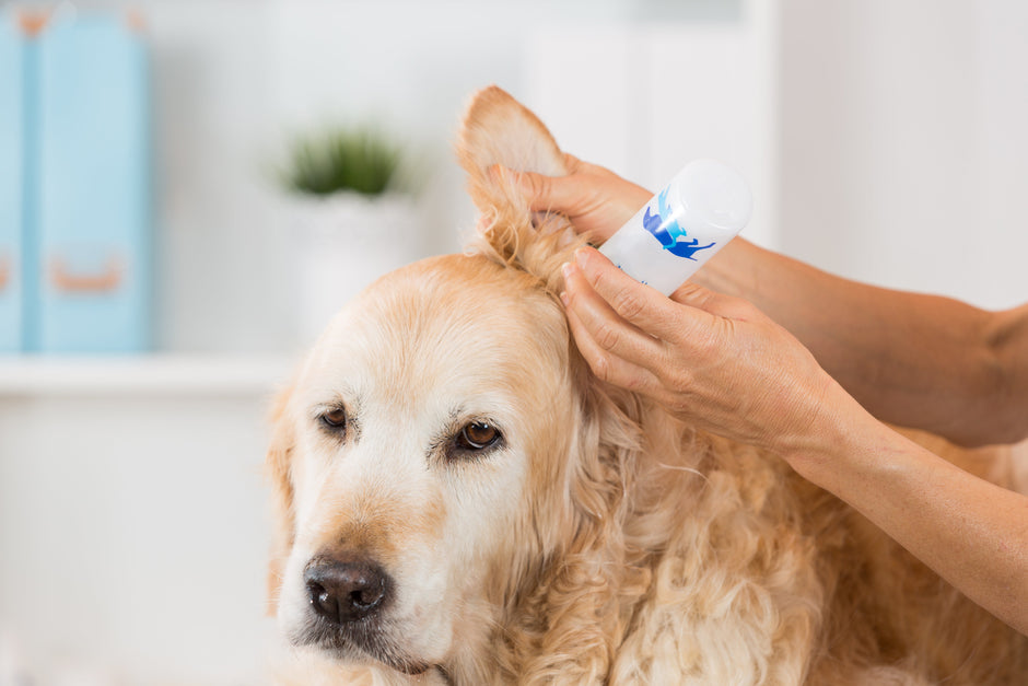 Happy dog getting its ears cleaned safely using ear cleaner spray