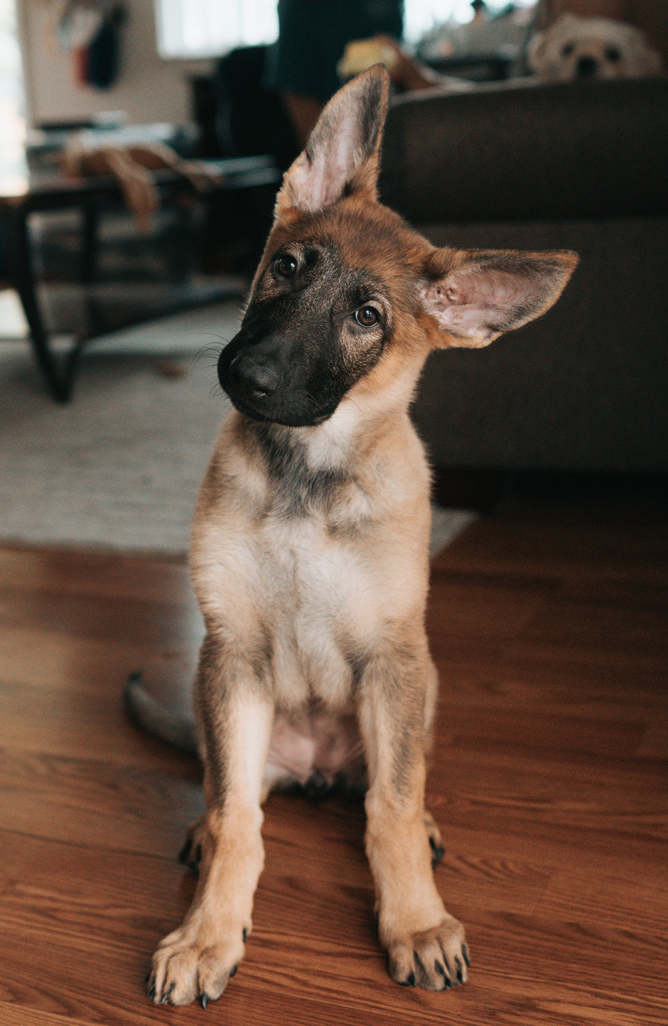 How to Clean a Dog’s Ears? A Step-by-Step Guide for Using Chew + Heal's Ear Cleaner