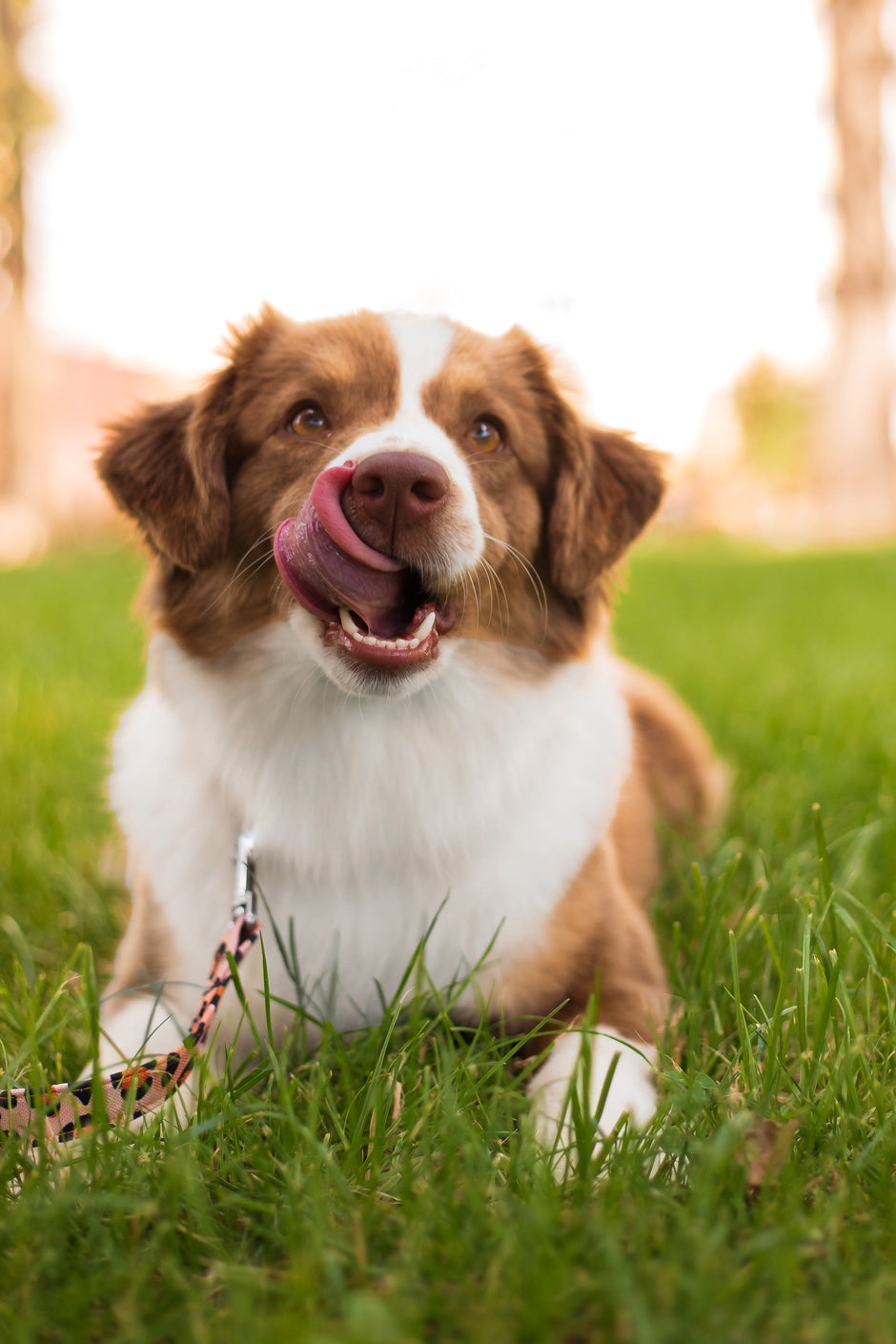Dog and cat feeling healthy after using dewormer liquid