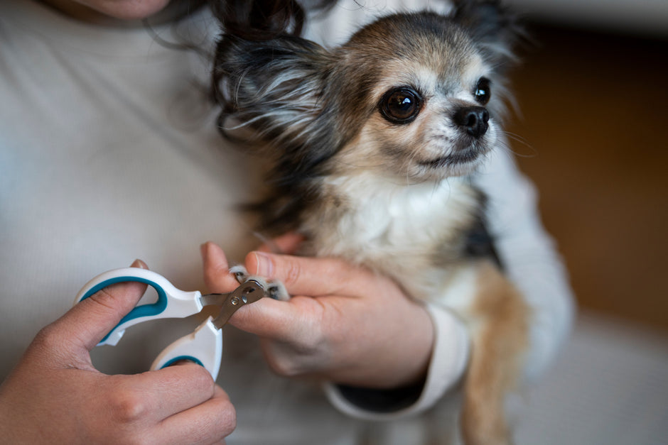 Dog having nails trimmed with styptic powder ready to stop bleeding