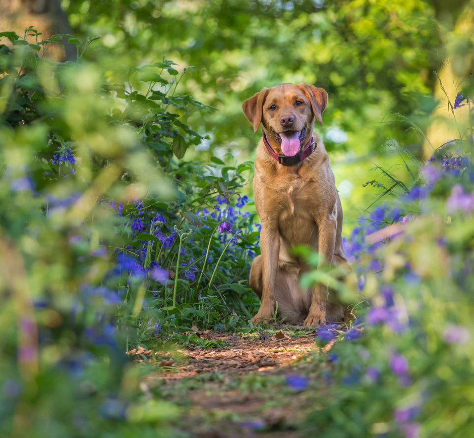 Happy dog outside after being treated with a dewormer