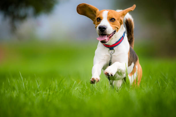 Stop The Poo Chew, Chew + Heal’s Supplement to Promote Good Dog Habits