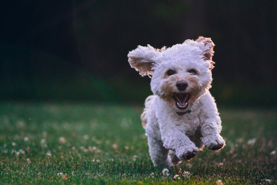The Key to Keeping Your Dog's Fur Around the Eyes Clean, Chew + Heal's Tear Stain Remover