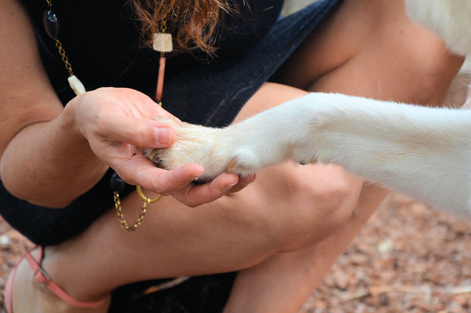 Owner applying dog liquid bandage to paw cut