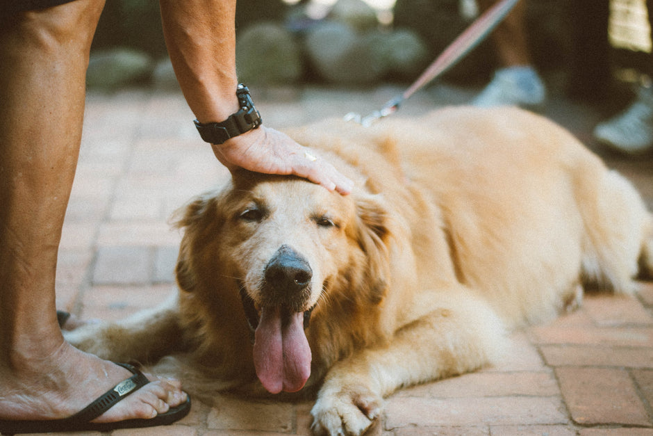 Keep Your Dog’s Ears Clean and Fresh, Chew + Heal’s Ear Cleaner