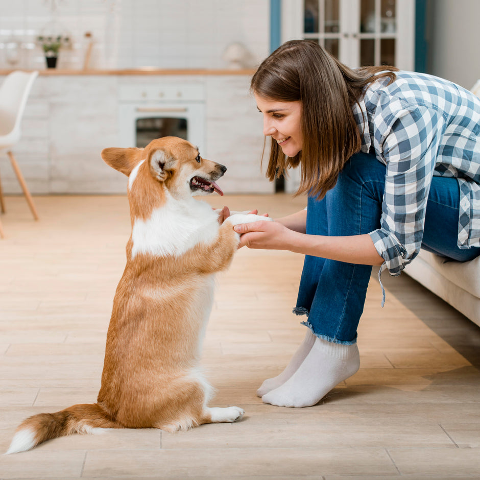 Happy dog after owner applied hydrocortisone lotion to soothe itchy dog skin