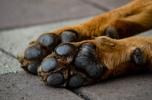 Dog Paw Issues: What To Look For and How To Treat It