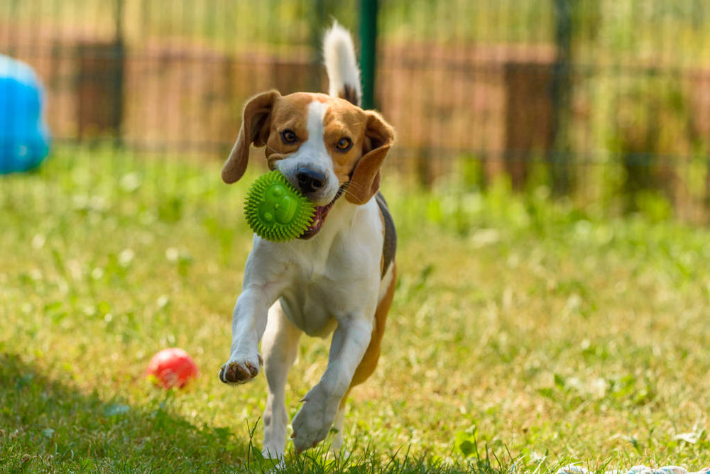 Play With Your Dog Outdoors: 6 Pro Tips For Safe Activity
