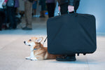10 Tips for Traveling with Dogs: How to Prepare for a Stress-Free Trip