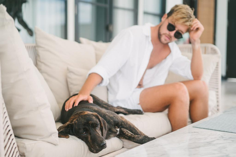Is my dogs allowed in NYC hotel?