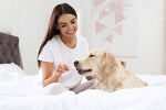 Your Guide to Dog-Friendly Hotels