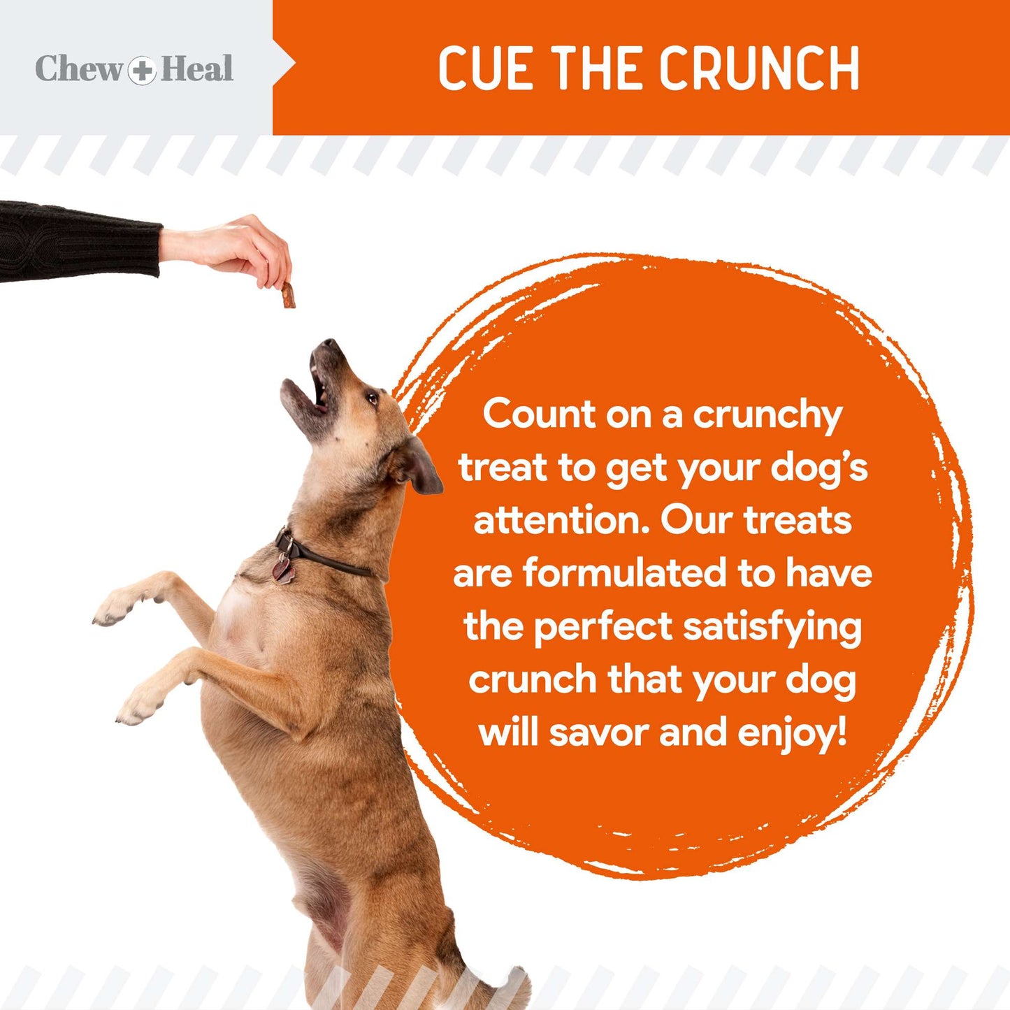 Crunchy Biscuits for Dogs - 12 oz of Dog Treats with Pumpkin and Prebiotics