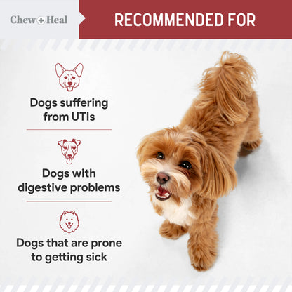 UTI Treatment For Dogs