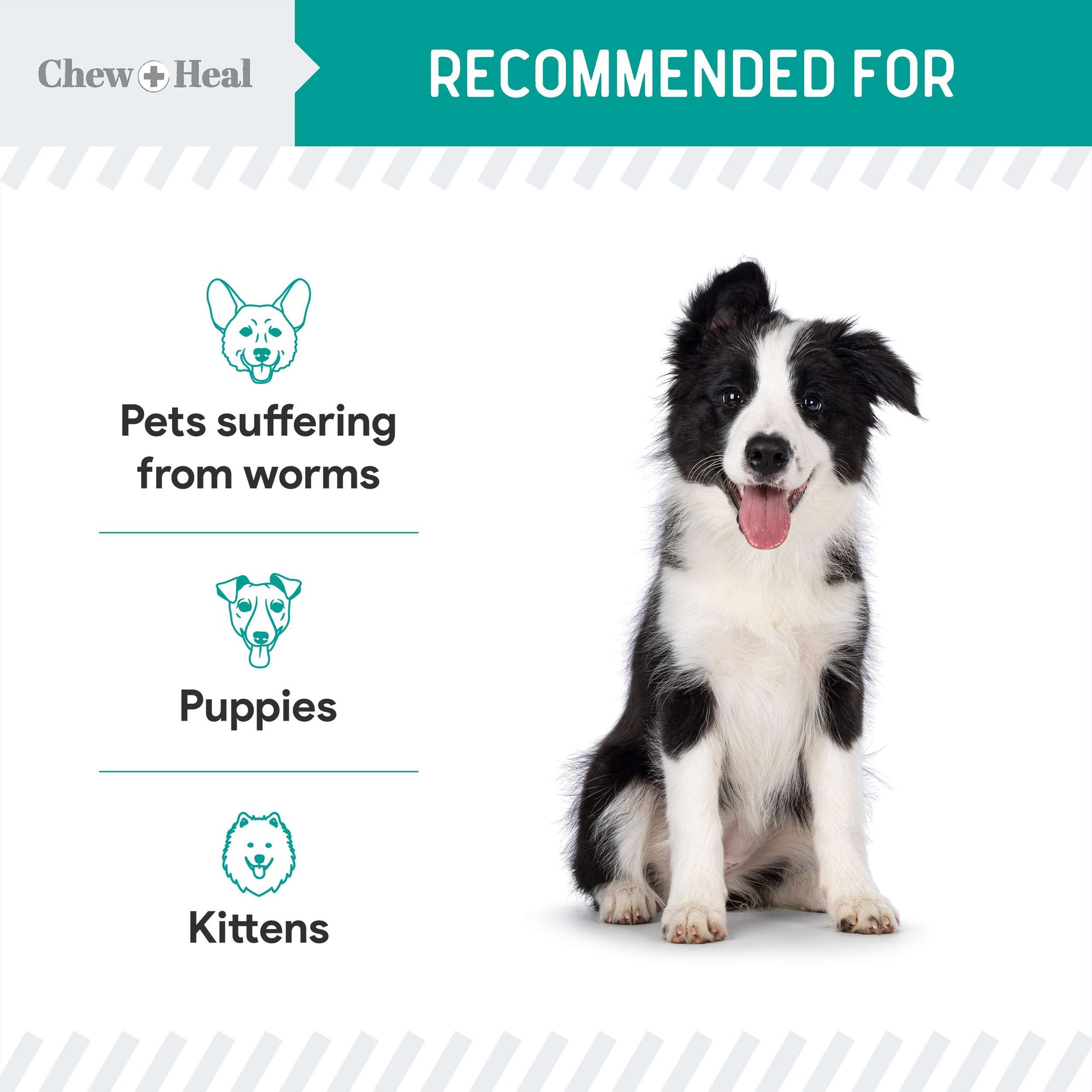 chewing tobacco for worms in dogs Chew + Heal Stop The Worms Wormer for Puppies & Kittens chewing tobacco for worms in dogs Chew + Heal Stop The Worms Wormer for Puppies & Kittens