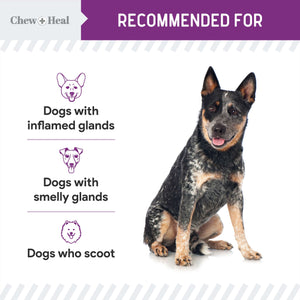 
                  
                    Load image into Gallery viewer, No Scoot for Dogs - 120 Chews
                  
                